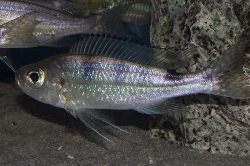 Haplotaxodon trifasciatus 'Cape Kachese'